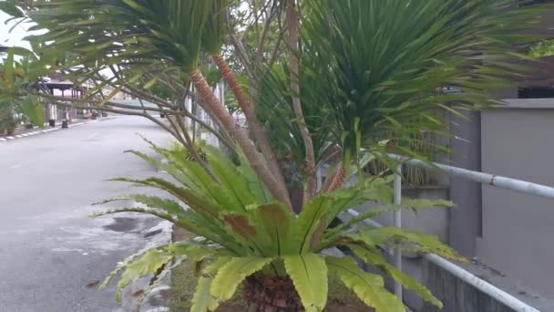 Cambodian Dragon Tree Growing Out Bird Fern Plant — Stock Video