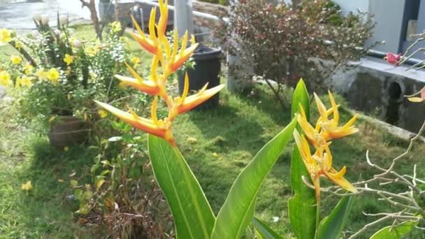 Paradiesvogel Gelbe Blütenpflanze — Stockvideo