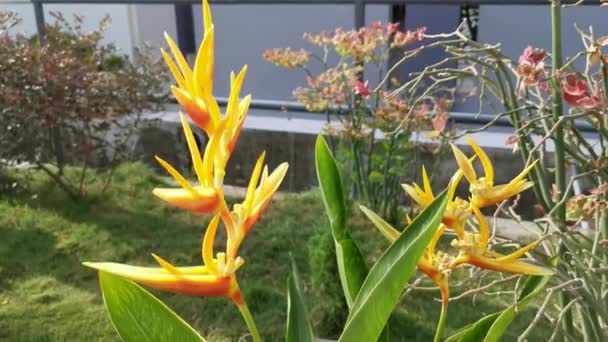 Paradiesvogel Gelbe Blütenpflanze — Stockvideo