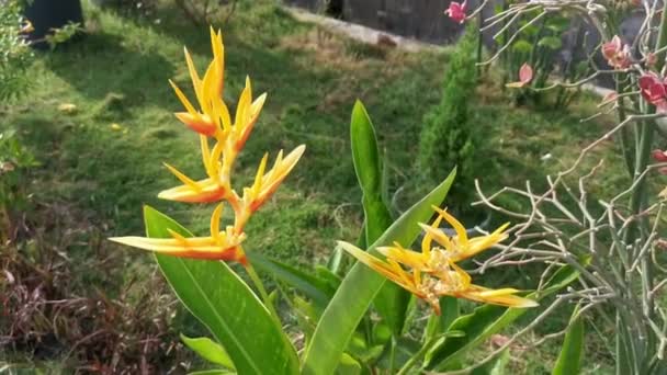 Bird Paradise Yellow Flower Plant — Stock Video