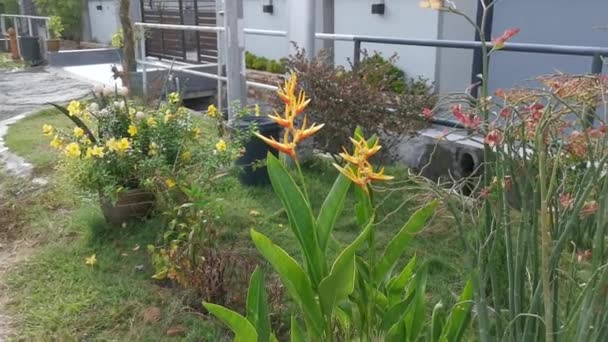 Птах Райської Жовтої Квіткової Рослини — стокове відео