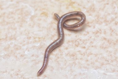 ascaris parazit nematode kurdu..