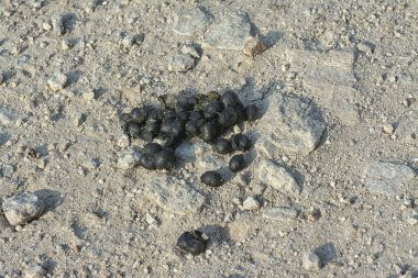 Çakıl yolunda keçi dışkısı