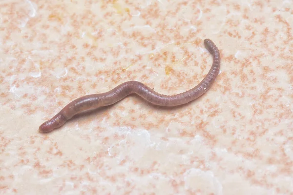 Ascaris Nematoide Parasita Verme — Fotografia de Stock