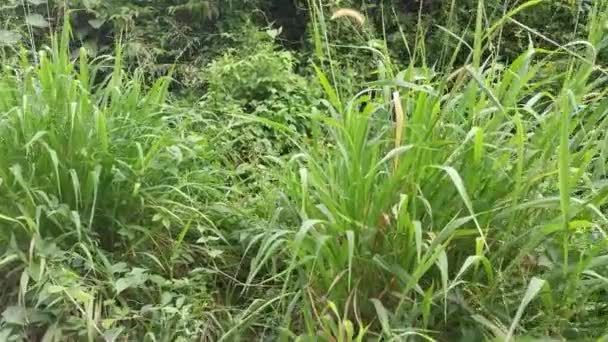 Bushy Overgrowth Vegetation Wild Field — Stock Video