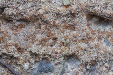 Küçük kırmızı tropikal ateş karıncaları grupları.