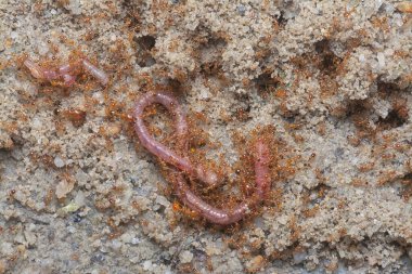 Kırmızı kurtçuk küçük kırmızı tropik ateş karıncaları tarafından saldırıya uğruyor. 