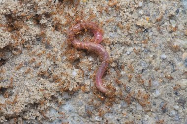 Kırmızı kurtçuk küçük kırmızı tropik ateş karıncaları tarafından saldırıya uğruyor. 
