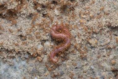 Kırmızı kurtçuk küçük kırmızı tropik ateş karıncaları tarafından saldırıya uğruyor. 