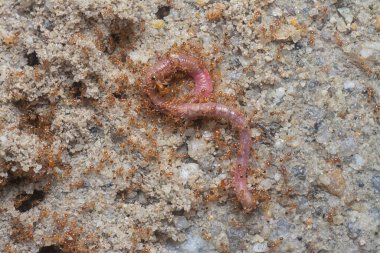 Kırmızı kurtçuk küçük kırmızı tropik ateş karıncaları tarafından saldırıya uğruyor. 