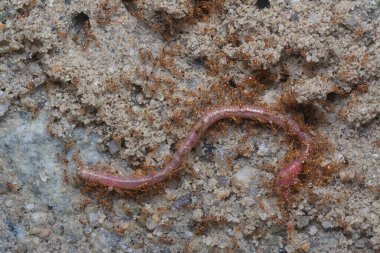 Kırmızı kurtçuk küçük kırmızı tropik ateş karıncaları tarafından saldırıya uğruyor. 