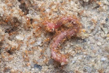 Kırmızı kurtçuk küçük kırmızı tropik ateş karıncaları tarafından saldırıya uğruyor. 