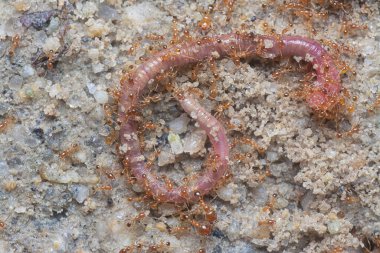 Kırmızı kurtçuk küçük kırmızı tropik ateş karıncaları tarafından saldırıya uğruyor. 