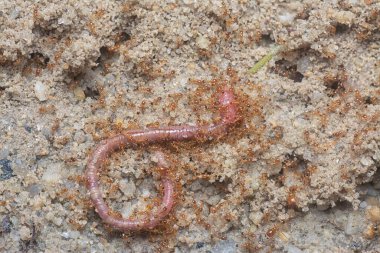 Kırmızı kurtçuk küçük kırmızı tropik ateş karıncaları tarafından saldırıya uğruyor. 