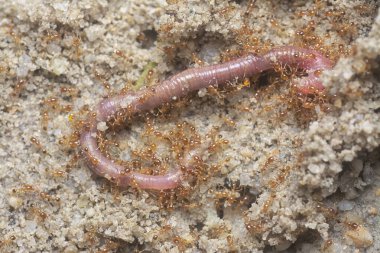 Kırmızı kurtçuk küçük kırmızı tropik ateş karıncaları tarafından saldırıya uğruyor. 