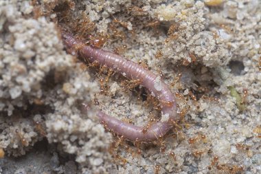Kırmızı kurtçuk küçük kırmızı tropik ateş karıncaları tarafından saldırıya uğruyor. 