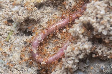 Kırmızı kurtçuk küçük kırmızı tropik ateş karıncaları tarafından saldırıya uğruyor. 