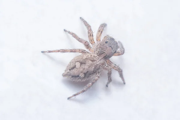 Tiro Cerca Araña Saltadora Pared Marrón — Foto de Stock