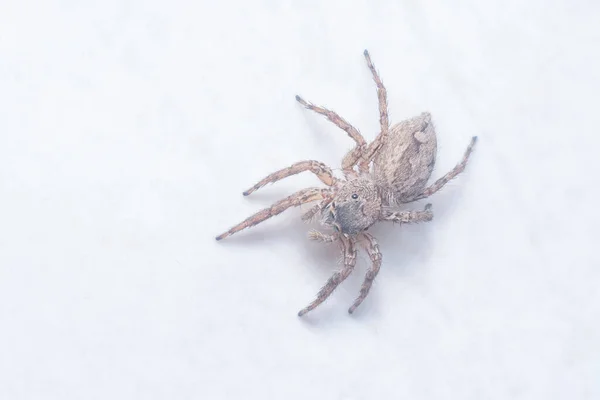 Close Shot Brown Wall Jumping Spider — Stock Photo, Image