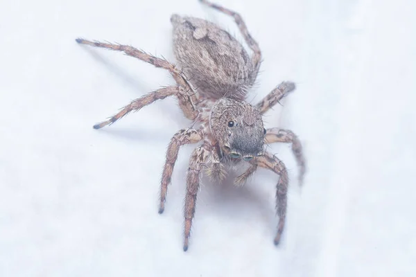 Close Shot Brown Wall Jumping Spider — Stock Photo, Image