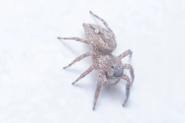 Close Shot Brown Wall Jumping Spider — Stock Photo, Image