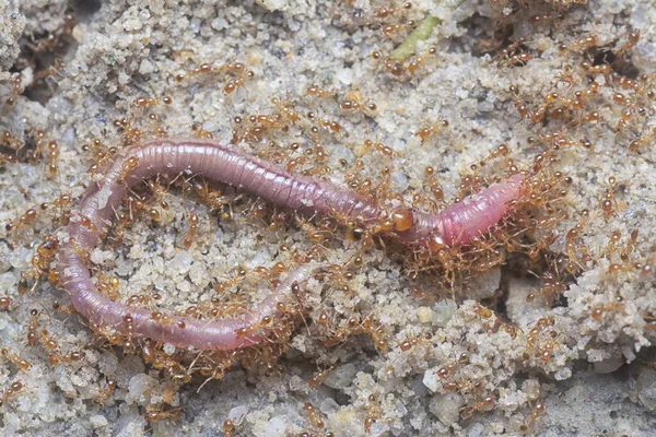 Redworm Being Attacked Little Red Tropical Fire Ants — Stock Photo, Image