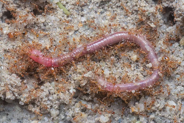 Redworm Being Attacked Little Red Tropical Fire Ants — Stock Photo, Image