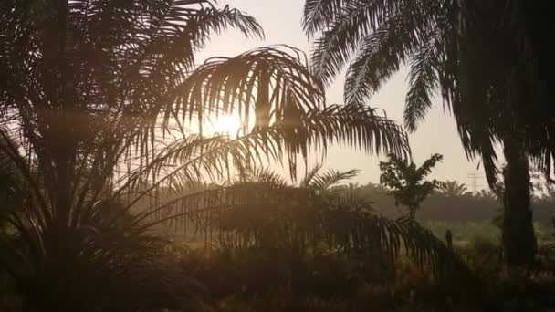 Časné Ráno Východ Slunce Scéna Izolovaném Venkově — Stock video
