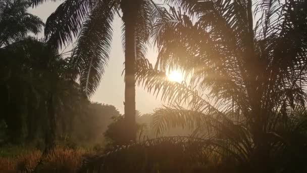 Frühmorgendlicher Sonnenaufgang Auf Dem Abgelegenen Land — Stockvideo