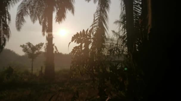 Madrugada Nascer Sol Cena Campo Rural Isolado — Vídeo de Stock