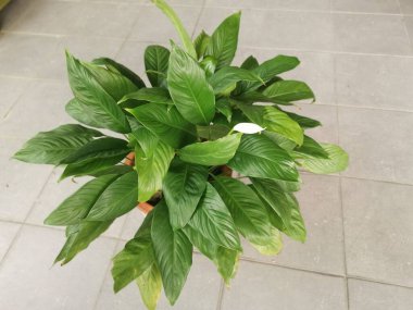 Bir saksı güzel yeşil Barış zambağı.