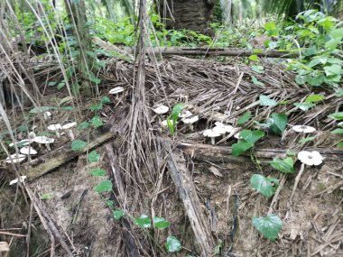 Çiftlikte yenebilir beyaz mantarlar ve termitomyce mantarları var..