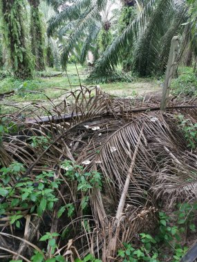 Çiftlikte yenebilir beyaz mantarlar ve termitomyce mantarları var..