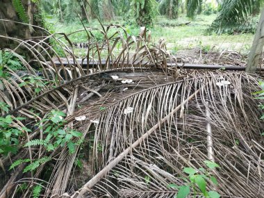 Çiftlikte yenebilir beyaz mantarlar ve termitomyce mantarları var..