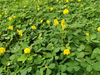 Minik Arachis pintoi çiçeğiyle dolu bir tarla..