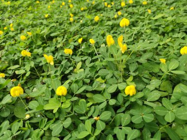 Minik Arachis pintoi çiçeğiyle dolu bir tarla..