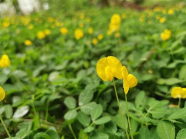 Minik Arachis pintoi çiçeğiyle dolu bir tarla..