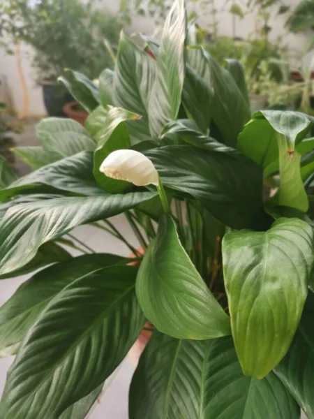 Pote Belo Verde Paz Lírio Planta Sala — Fotografia de Stock