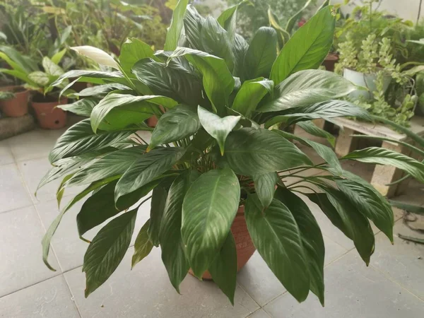 Pot Beautiful Green Peace Lily Houseplant — Stock Photo, Image