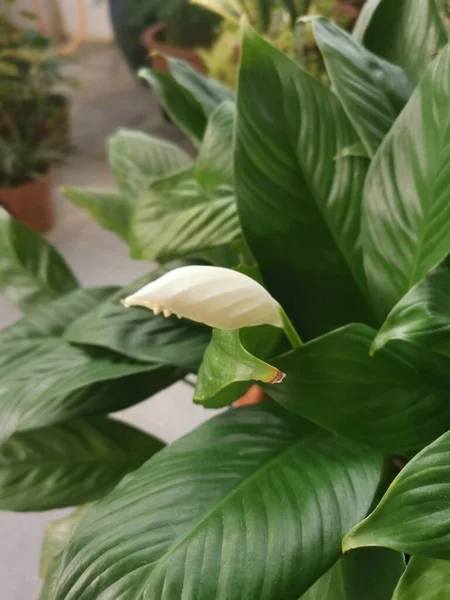 Pot Beautiful Green Peace Lily Houseplant — Stock Photo, Image