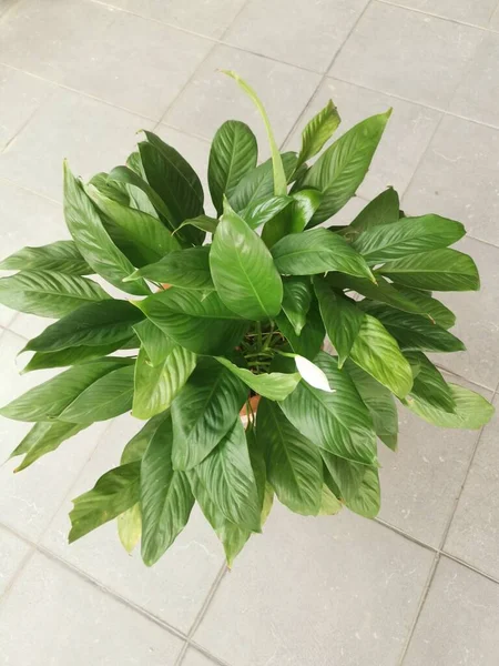 a pot of beautiful green Peace lily houseplant.