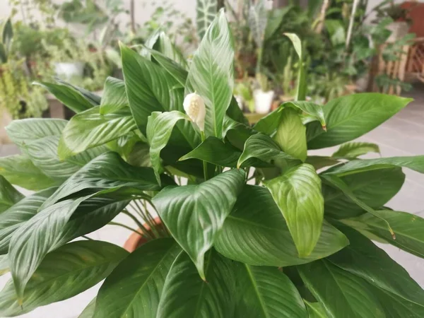 a pot of beautiful green Peace lily houseplant.