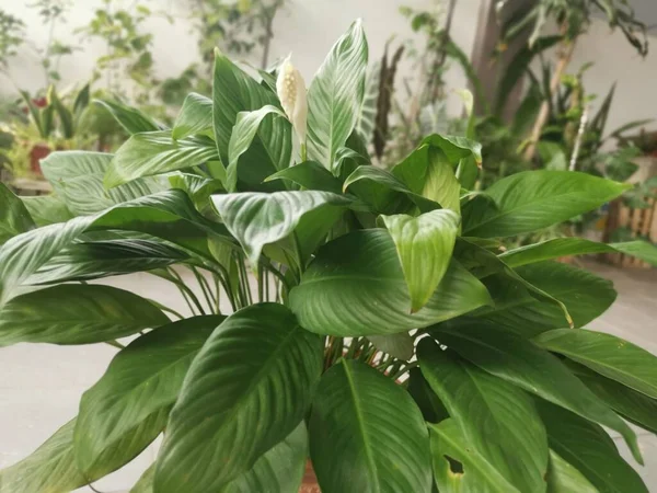 Een Pot Van Mooie Groene Peace Lelie Kamerplant — Stockfoto