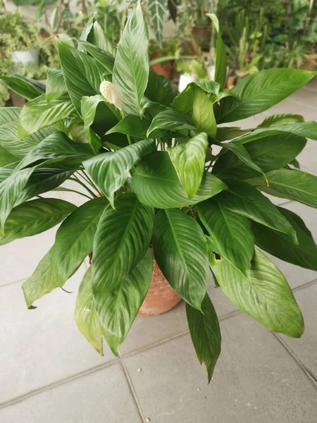 Pote Belo Verde Paz Lírio Planta Sala — Fotografia de Stock