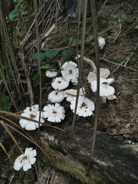 Alotes Champignons Termitomyces Frais Comestibles Blancs Dans Plantation — Photo