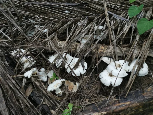 Alotes Champignons Termitomyces Frais Comestibles Blancs Dans Plantation — Photo