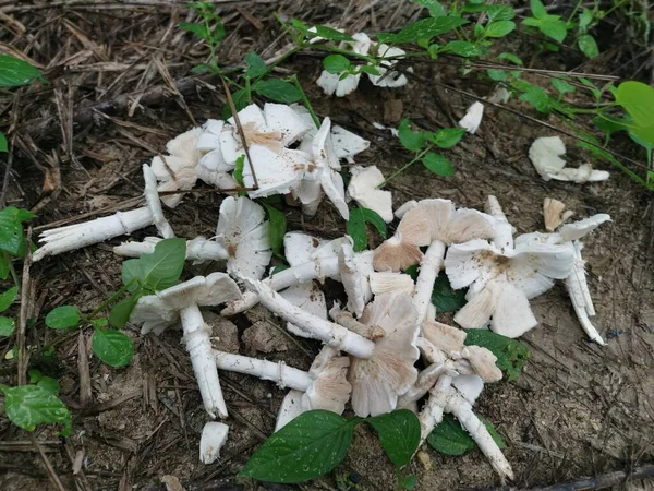 Viele Weiße Essbare Termitomyces Pilze Der Plantage — Stockfoto