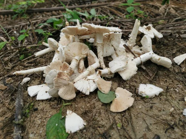 Viele Weiße Essbare Termitomyces Pilze Der Plantage — Stockfoto