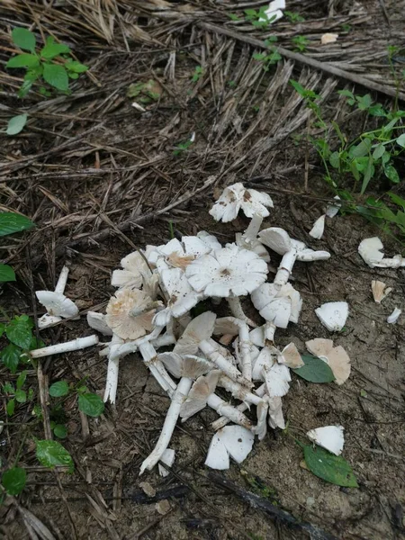 Alotes Cogumelos Termitomyces Touca Fresca Comestíveis Brancos Plantação — Fotografia de Stock