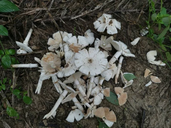 Ehető Fehér Friss Termitomyces Gomba Ültetvényen — Stock Fotó